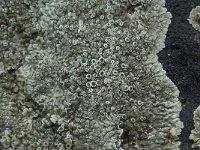 Lecanora muralis 10, Muurschotelkorst, Saxifraga-Willem van Kruijsbergen