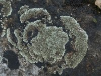 Lecanora muralis 11, Muurschotelkorst, Saxifraga-Willem van Kruijsbergen