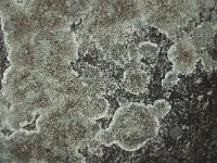 Lecanora muralis 12, Muurschotelkorst, Saxifraga-Jan van der Straaten