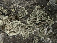 Lecanora muralis 13, Muurschotelkorst, Saxifraga-Jan van der Straaten