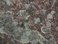 Lecanora muralis 14, Muurschotelkorst, Saxifraga-Jan van der Straaten