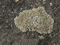 Lecanora muralis 15, Muurschotelkorst, Saxifraga-Jan van der Straaten