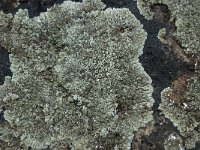 Lecanora muralis 16, Muurschotelkorst, Saxifraga-Willem van Kruijsbergen