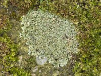 Lecanora muralis 01, Muurschotelkorst, AHB  Lecanora muralis, Muurschotelkorst Hardenberg op 22 februari 2018 Validatie Zie https://waarneming.nl/waarneming/view/148757516