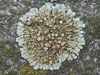 Lecanora muralis 03, Muurschotelkorst, AHB  Lecanora muralis, Muurschotelkorst Hardenberg-Heemse op 30 maart 2018 Validatie Zie: https://waarneming.nl/foto/view/16228727