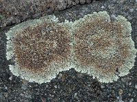 Lecanora muralis 04, Muurschotelkorst, AHB  Lecanora muralis, Muurschotelkorst Tubbergen op 10 april 2018 Validatie Zie: https://waarneming.nl/waarneming/view/150679753