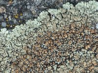 Lecanora muralis 05, Muurschotelkorst, AHB  Lecanora muralis, Muurschotelkorst Tubbergen op 10 april 2018 Validatie Zie: https://waarneming.nl/waarneming/view/150679753