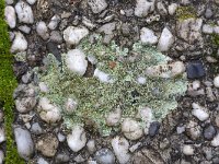 Lichen Lecanora muralis growing on concrete paving stones  Lichen Lecanora muralis growing on concrete paving stones : lichen, Lecanora murali, concrete, paving stone, path, gravel, apothecia, grey, gray, nature, natural, outside, outdoos, no people, nobody, fall, autumn, autumnal, winter, wintertime, common, wild