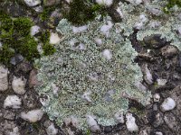 Lichen Lecanora muralis growing on concrete paving stones  Lichen Lecanora muralis growing on concrete paving stones : lichen, Lecanora murali, concrete, paving stone, path, gravel, apothecia, grey, gray, nature, natural, outside, outdoos, no people, nobody, fall, autumn, autumnal, winter, wintertime, common, wild