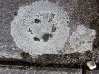 Lichen Lecanora muralis  on a kerb of a sidewalk : kerb, lecanora, lecanora muralis, lichen, natural, nature, sidewalk, stone