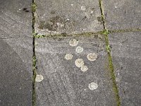 Muurschotelkorst  Lichen Lecanora muralis on street tile, Alblasserdam, Netherlands : color, colour, Dutch, Europe European, flora floral, Holland, horizontal, Lecanora muralis, lichen, nature natural, Netherlands, rural