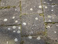 Muurschotelkorst  Lichen Lecanora muralis on street tile with track of a car, Alblasserdam, Netherlands : color, colour, Dutch, Europe European, flora floral, Holland, horizontal, Lecanora muralis, lichen, nature natural, Netherlands, rural