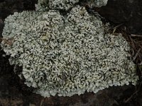 Lecanora muralis 3, Muurschotelkorst, Saxifraga-Willem van Kruijsbergen