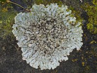 Lecanora muralis #11331 : Lecanora muralis, Muurschotelkorst