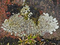 Lecanora muralis #11337 : Lecanora muralis, Muurschotelkorst