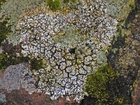 Lecanora muralis #11339 : Lecanora muralis, Muurschotelkorst