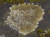 Lecanora muralis #11340 : Lecanora muralis, Muurschotelkorst