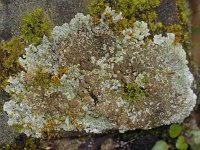 Lecanora muralis #11342 : Lecanora muralis, Muurschotelkorst