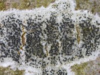 Gewoon purperschaaltje  Lichen Lecidella elaeochroma on the bark of a tree, Hummelo, Gelderland, Netherlands : close up, closeup, color, colour, Dutch, flora floral, Holland, horizontal, Lecidella elaeochroma, lichen, macro, nature natural, Netherlands, tree