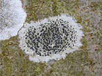 Gewoon purperschaaltje  Lichen Lecidella elaeochroma on the bark of a tree, Hummelo, Gelderland, Netherlands : close up, closeup, color, colour, Dutch, flora floral, Holland, horizontal, Lecanora chlarotera, Lecidella elaeochroma, lichen, macro, nature natural, Netherlands, tree