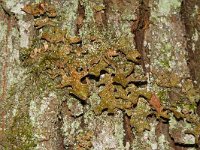 Lobaria pulmonaria 16, Longenmos, Saxifraga-Hans Grotenhuis