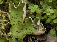 Peltigera aphthosa 2, Saxifraga-Willem van Kruijsbergen