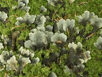 Peltigera canina 3, Groot leermos, Saxifraga-Willem van Kruijsbergen
