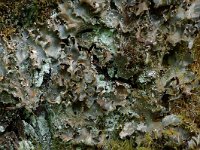 Peltigera didactyla 2, Soredieus leermos , Saxifraga-Willem van Kruijsbergen