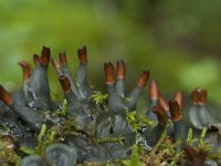 Peltigera hymenina 2, Kaal leermos, Saxifraga-Willem van Kruijsbergen