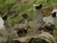 Peltigera neckeri