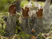 Peltigera neckeri 2, Saxifraga-Willem van Kruijsbergen