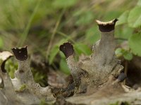 Peltigera neckeri 3, Saxifraga-Willem van Kruijsbergen