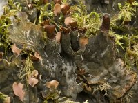 Peltigera neopolydactyla 2, Saxifraga-Willem van Kruijsbergen