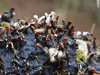 Peltigera praetextata 7, Ruig leermos, Saxifraga-Tom Heijnen