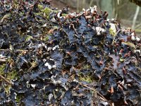 Peltigera praetextata 8, Ruig leermos, Saxifraga-Tom Heijnen