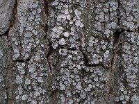 Pertusaria albescens 3, Witte kringkorst, Saxifraga-Willem van Kruijsbergen