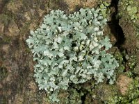 Physcia adscendens 01, Kapjesvingermos, AHB  Physcia adscendens, Kapjesvingermos Hardenberg-Heemse op 7 maart 2018 Validatie zie: Koen Verhoogt https://waarneming.nl/waarneming/view/149257293