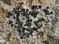 Porpidia macrocarpa