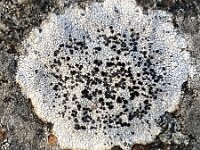 Porpidia macrocarpa 2, Granietblauwkorst, Saxifraga-Willem van Kruijsbergen