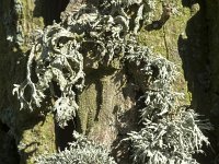 Ramalina farinacea 12, Melig takmos, Saxifraga-Willem van Kruijsbergen