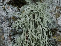 Ramalina farinacea 2, Melig takmos, Saxifraga-Willem van Kruijsbergen