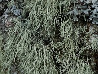 Ramalina farinacea 3, Melig takmos, Saxifraga-Willem van Kruijsbergen