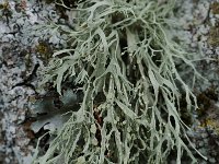 Ramalina farinacea 5, Melig takmos, Saxifraga-Willem van Kruijsbergen