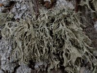 Ramalina farinacea 7, Melig takmos, Saxifraga-Willem van Kruijsbergen