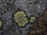 Rhizocarpon geographicum 12, Gewoon landkaartmos, Saxifraga-Rutger Barendse