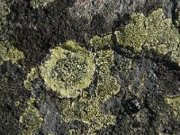 Rhizocarpon geographicum 16, Gewoon landkaartmos, Saxifraga-Jan van der Straaten