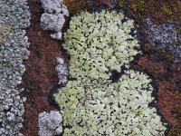 Rhizocarpon riparium 5, Geel landkaartmos, Saxifraga-Rutger Barendse