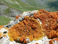 Rusavskia elegans 2, Rood dooiermos, Saxifraga-Tom Heijnen