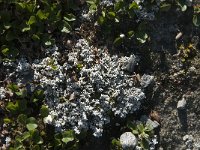 Stereocaulon tomentosum 13, Behaard korrelloof, Saxifraga-Jan van der Straaten