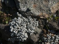 Stereocaulon tomentosum 14, Behaard korrelloof, Saxifraga-Jan van der Straaten